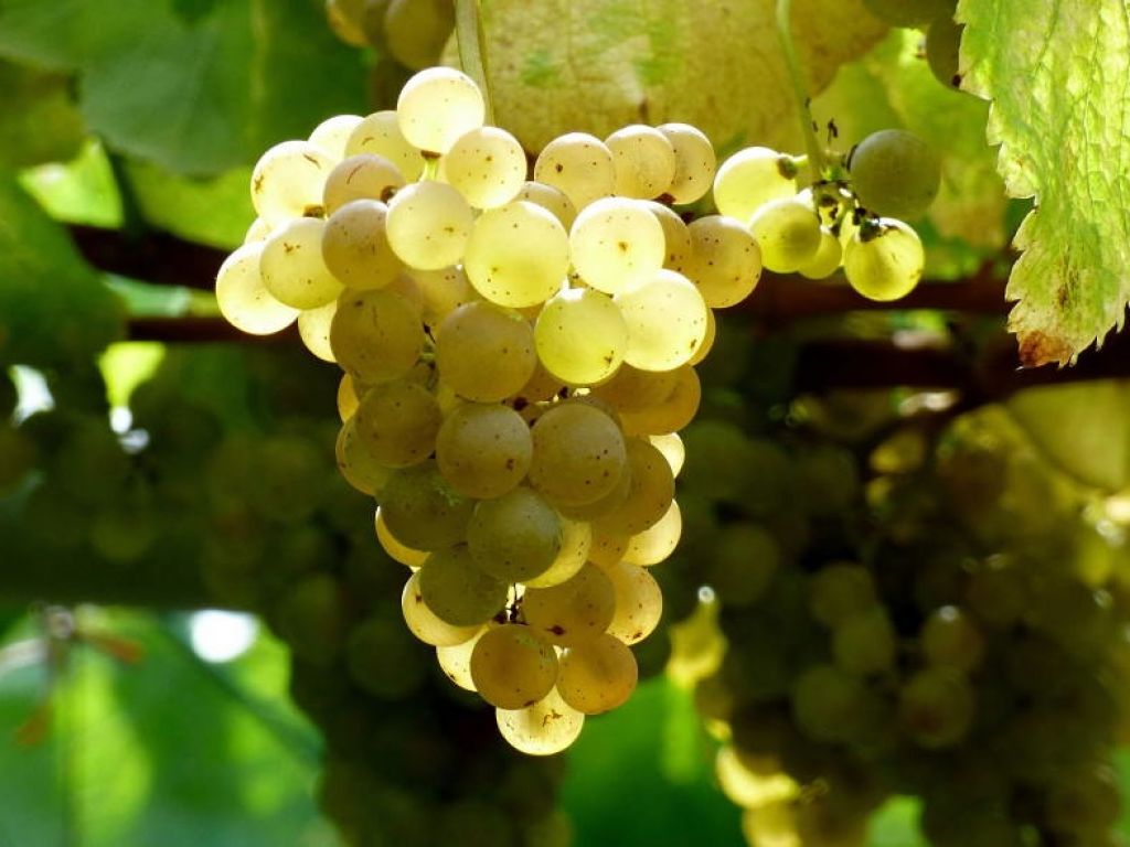 Albariño wine: the most famous grapes of Galicia