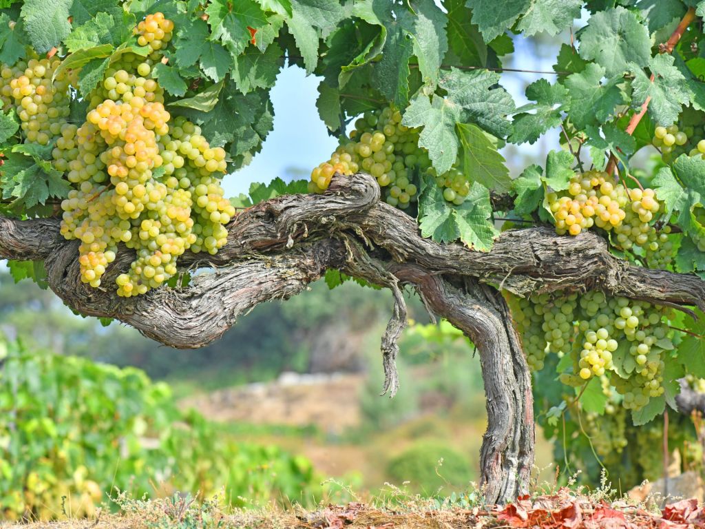 Escapada a "O Ribeiro": 3 días.  Viticultura, historia y paisaje. 